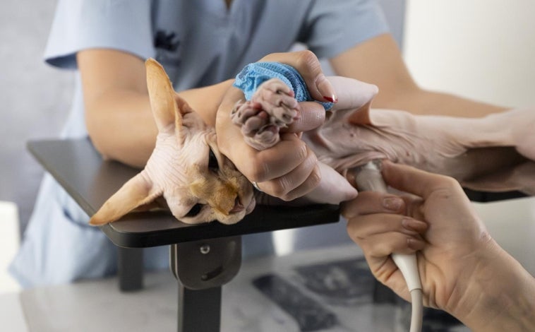Imagen principal - Un gato esfinge, una raza de felino sin pelo, durante una prueba de ecocardiograma, arriba. Debajo un schnauzer en una terapia laser y un pomerania con el tensiómetro. Todos en el Hospital Veterinario AniCure
