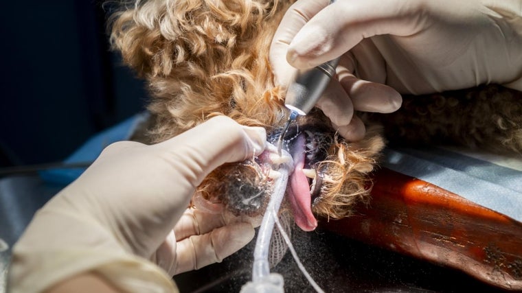 Limpieza dental de un perro en el Hospital Veterinario AniCure