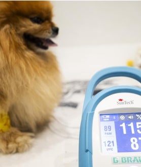 Imagen secundaria 2 - Un gato esfinge, una raza de felino sin pelo, durante una prueba de ecocardiograma, arriba. Debajo un schnauzer en una terapia laser y un pomerania con el tensiómetro. Todos en el Hospital Veterinario AniCure