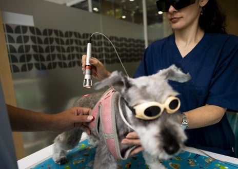 Imagen secundaria 1 - Un gato esfinge, una raza de felino sin pelo, durante una prueba de ecocardiograma, arriba. Debajo un schnauzer en una terapia laser y un pomerania con el tensiómetro. Todos en el Hospital Veterinario AniCure