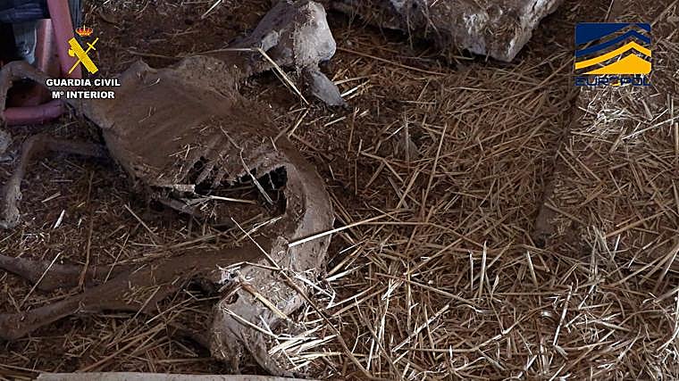 Los restos de uno de los animales de uno de los mataderos.