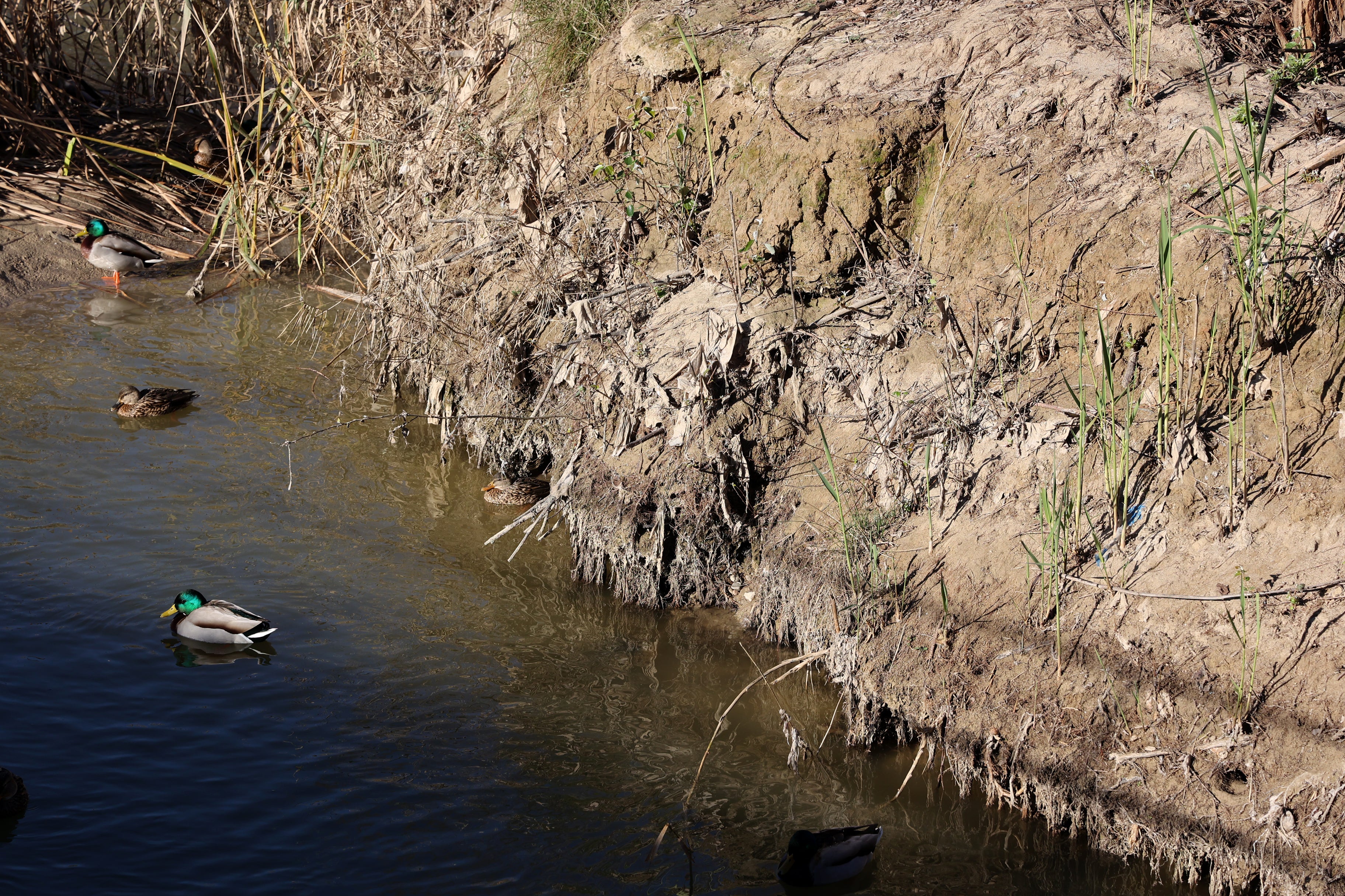 Islote de toallitas y deshechos en el río Guadalquivir