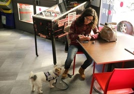 Los perros de asistencia podrán entrar en todas las zonas públicas