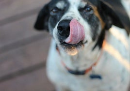 Adopta, no compres: el mensaje del Día del Perro Sin Raza que gana fuerza en España