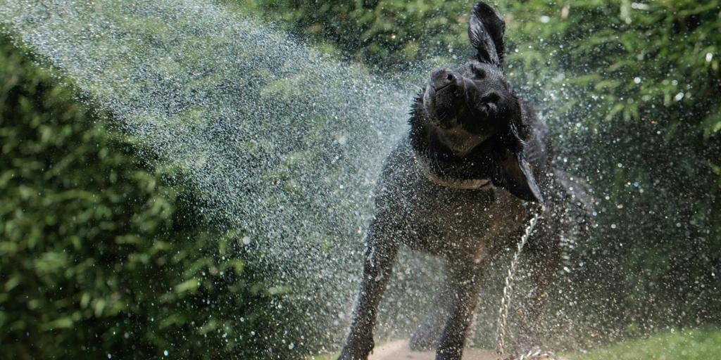 Aumento drástico de las temperaturas: ¿cómo proteger a perros y a gatos ante el calor?