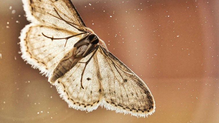 Varias comunidades en alerta por una plaga «anómala» de  polillas gigantes