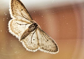 Varias comunidades en alerta por una plaga «anómala» de  polillas gigantes