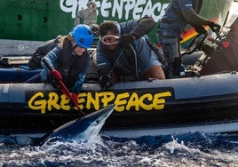 Greenpeace libera tiburones en peligro de extinción capturados por un pesquero español