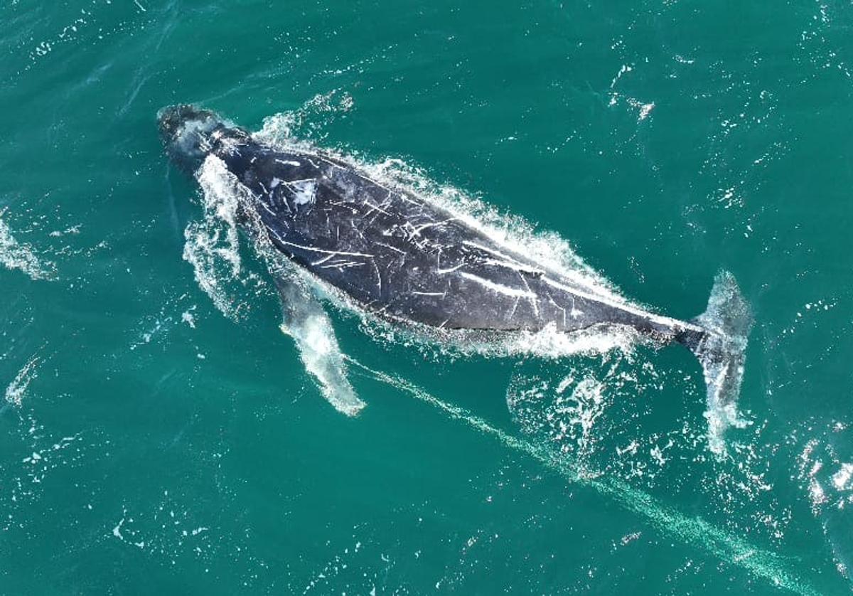 Australia intensifica la búsqueda de una ballena jorobada enredada con una cuerda y una boya