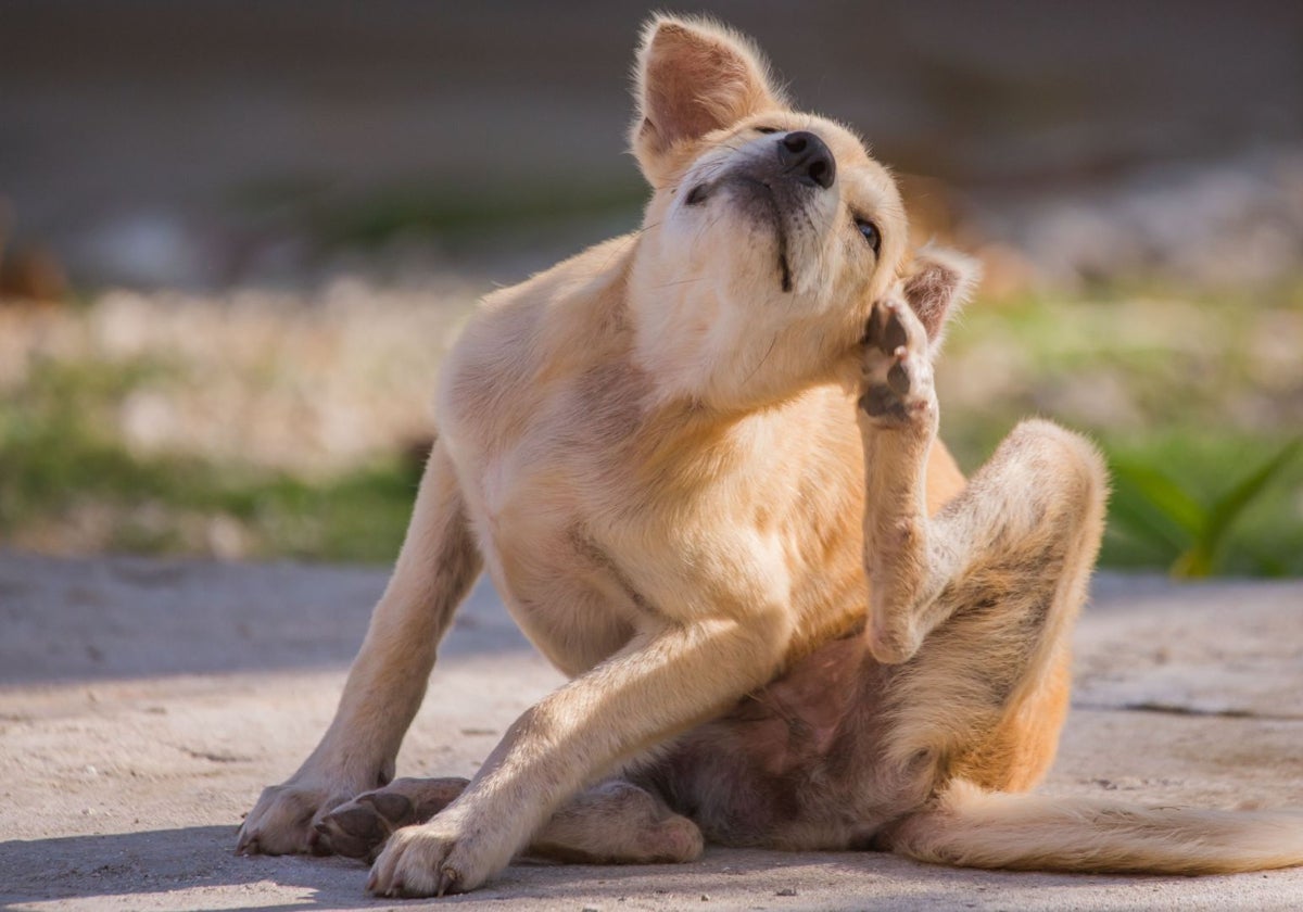 Un perro se rasca a causa de la dermatitis