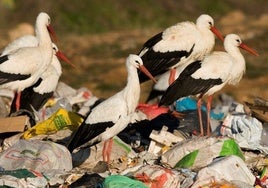 Dos de cada tres cigüeñas en España tienen plásticos en sus organismos