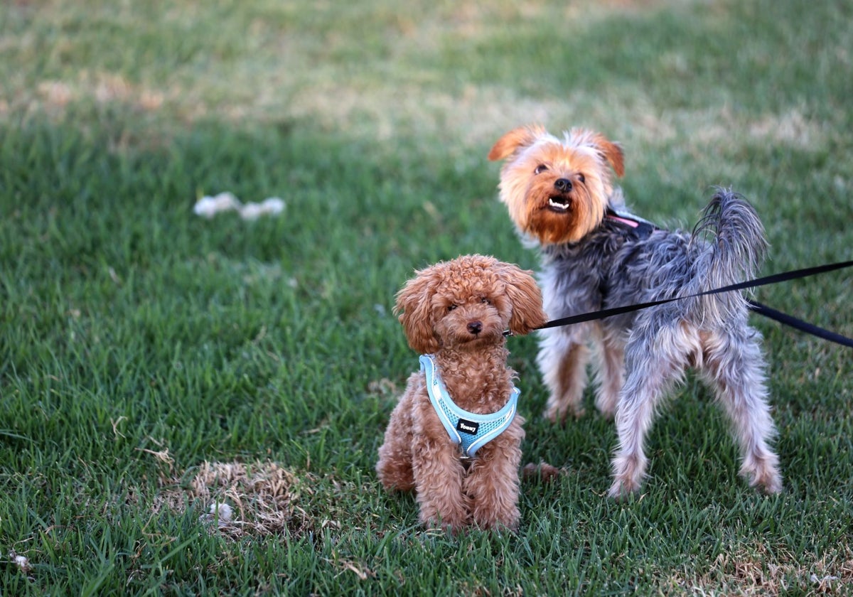 Perros en un parque