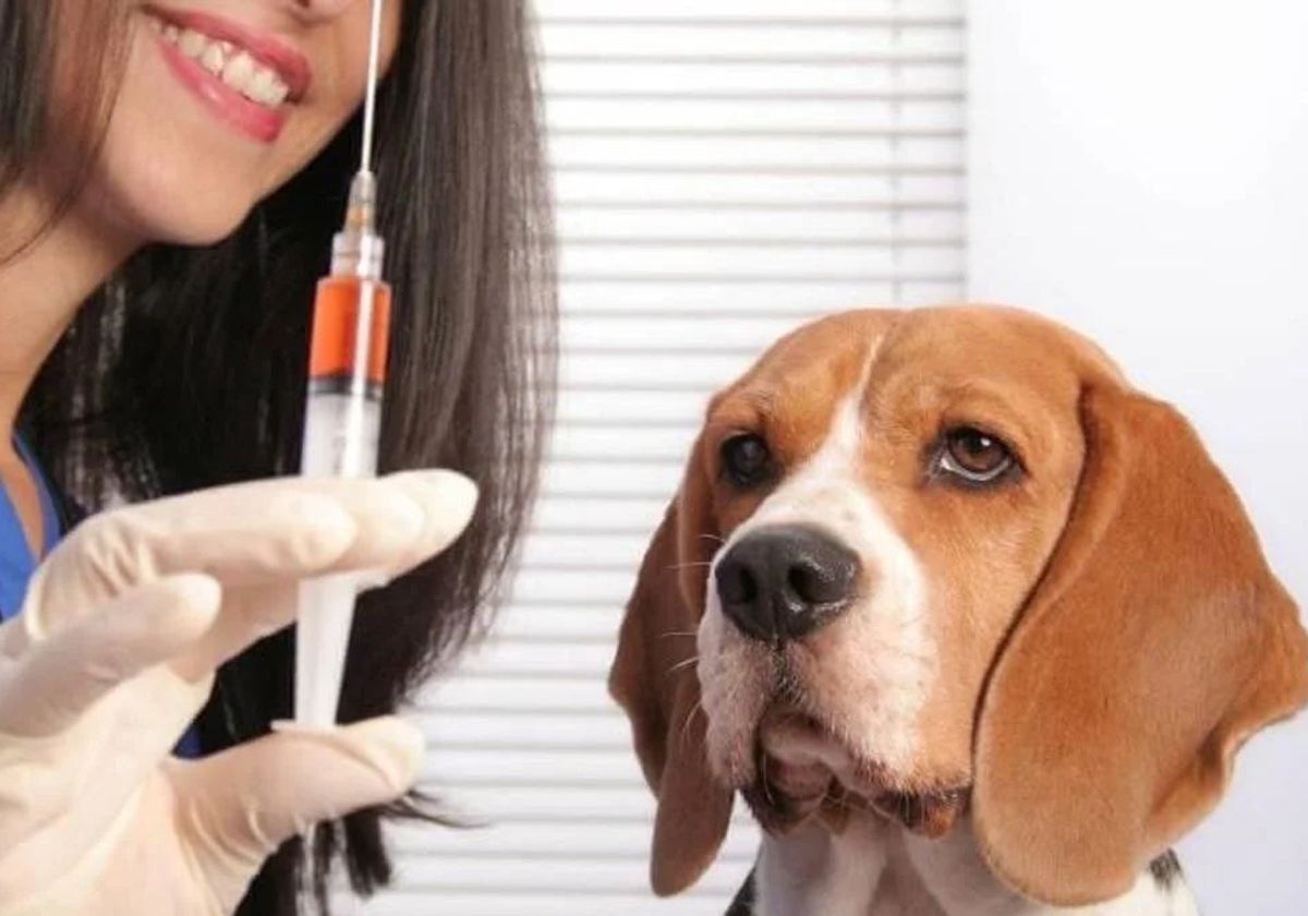 Vacunación contra la leishmaniosis