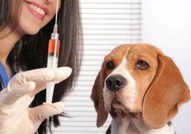 Alerta por calor: las altas temperaturas aumentan los casos de leishmaniosis en perros