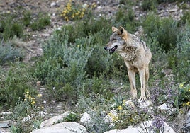 Trece comunidades urgen al Gobierno el informe sobre la situación del lobo