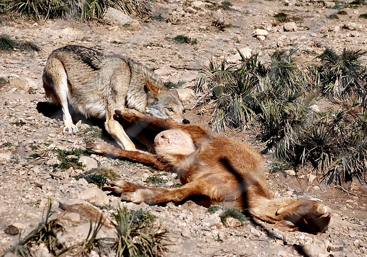 Un lobo Ibérico arrastra una cabra para su manada