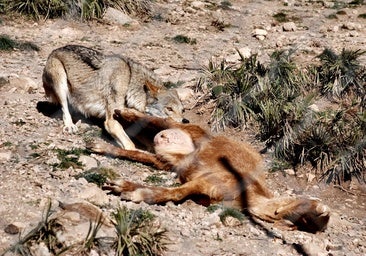 Las autonomías acusan al Gobierno de actuar como «trileros» con los datos del lobo