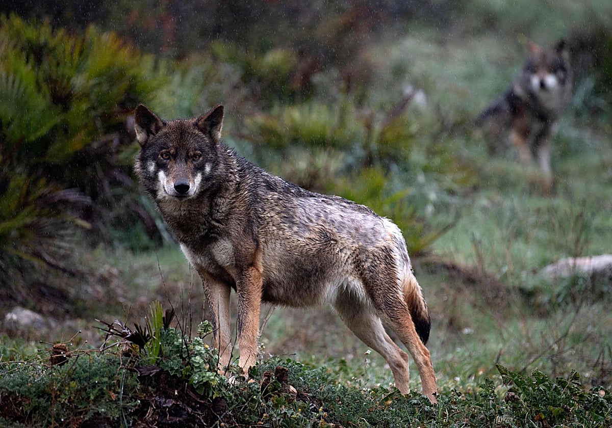 Un ejemplar de lobo ibérico