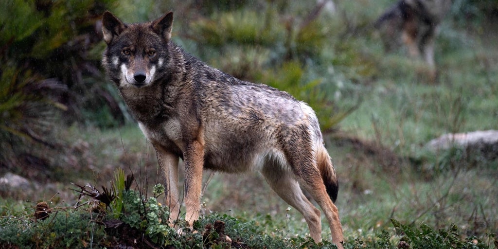 Las comunidades del PP reclaman la dimisión del secretario de Estado de Medio Ambiente por su «bronca» reunión del lobo