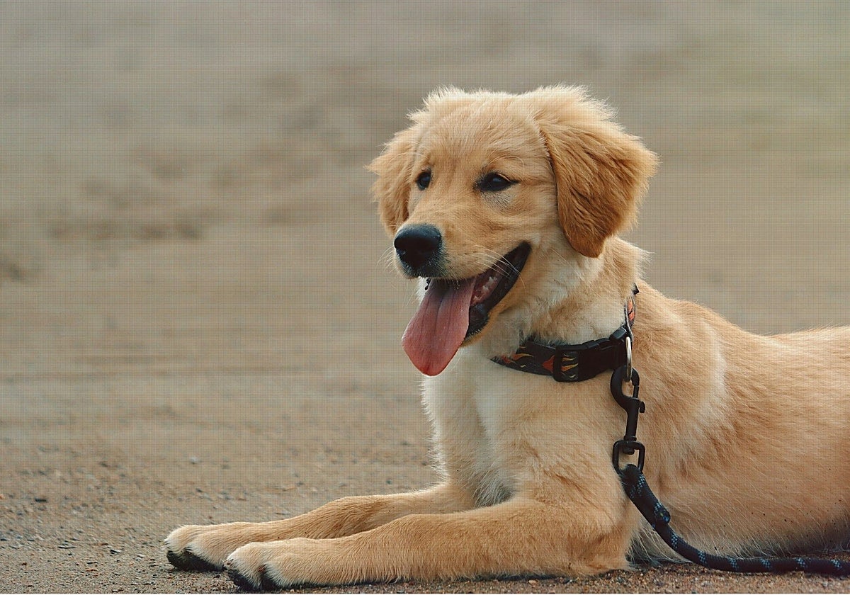 ¿Tu perro no come en verano? Causas, consejos y soluciones eficaces
