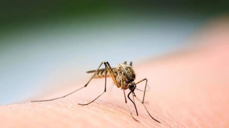 Aumentan un 116% los casos de dengue en Cataluña entre 2022 y 2024
