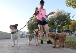 El Gobierno obligará a los futuros dueños de perros a hacer un curso online de cuatro horas