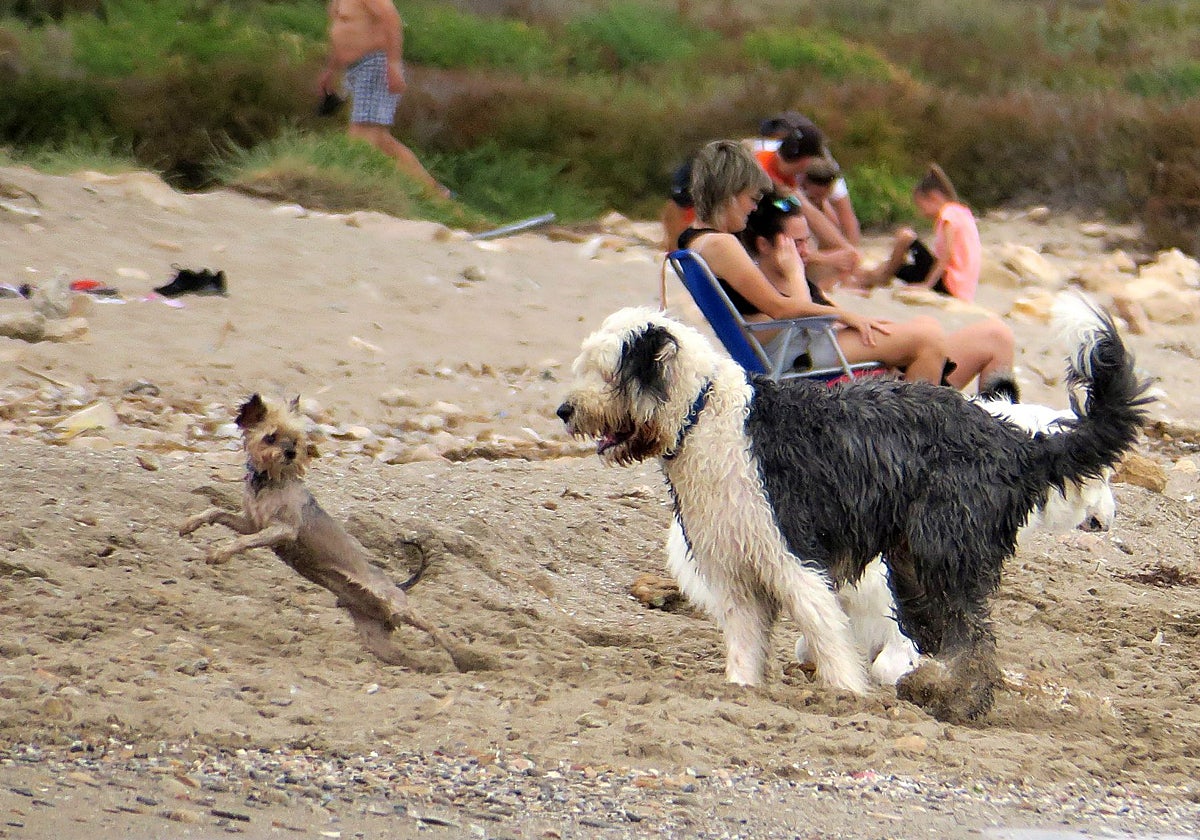 Playa de perros en Agua Amarga