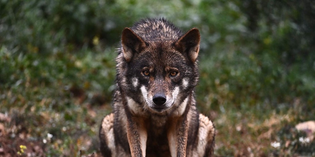Trece comunidades, entre ellas dos del PSOE, denuncian ante Europa que el Gobierno no les deja votar el informe sobre el lobo