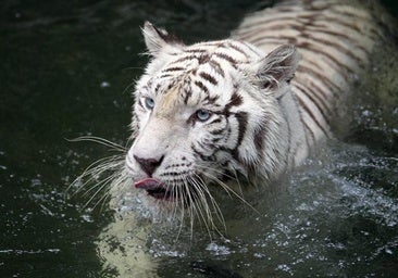 Un zoo de Dinamarca pide donar mascotas vivas para alimentar a sus fieras