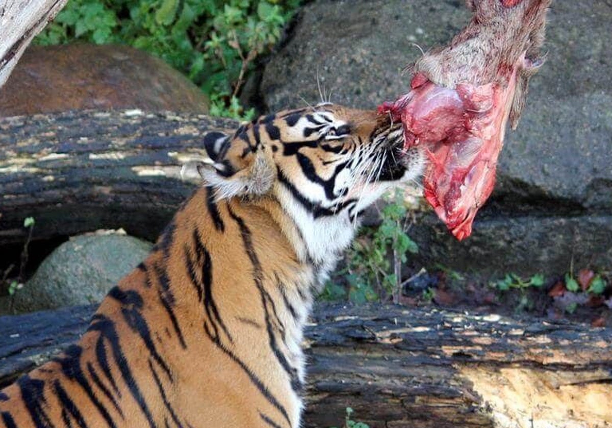Un zoo de Dinamarca pide donar mascotas vivas para alimentar a sus fieras a  cambio de deducciones fiscales para sus dueños