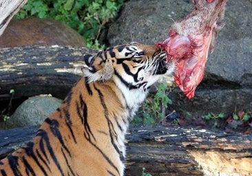 Un zoo de Dinamarca pide donar mascotas vivas para alimentar a sus fieras a cambio de deducciones fiscales para sus dueños
