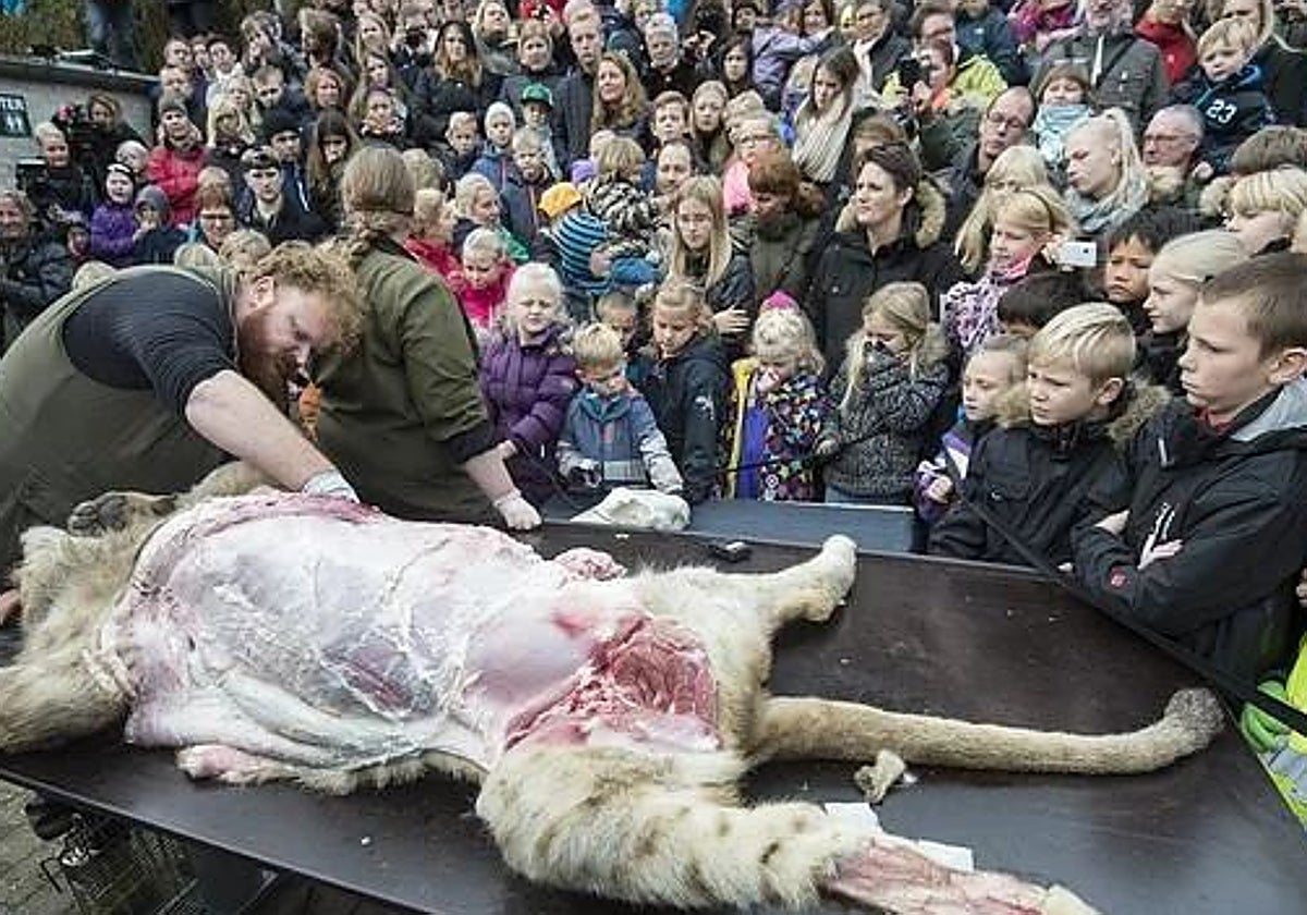 La disección de un león en un zoo de Dinamarca