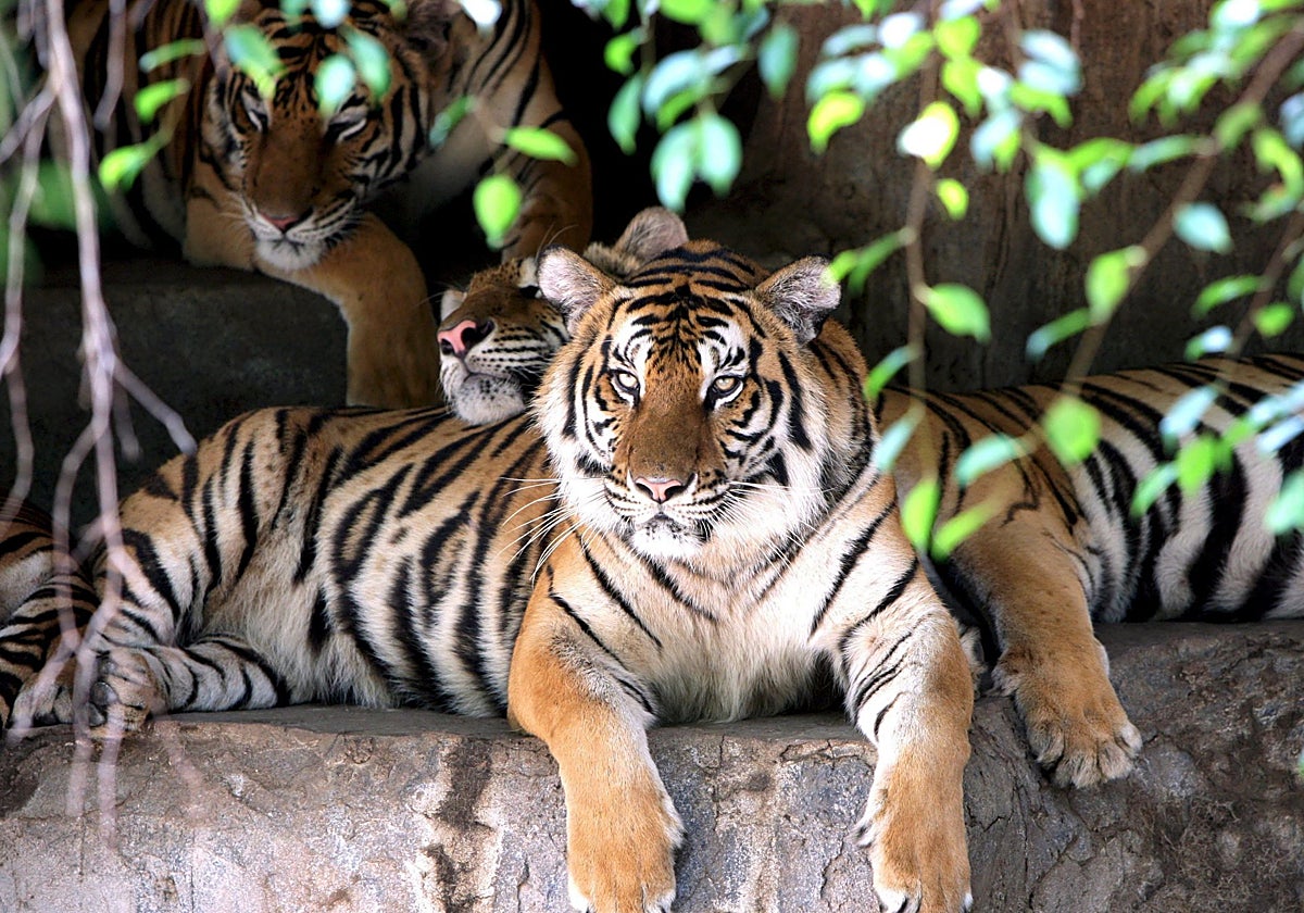 Varios tigres en un zoo