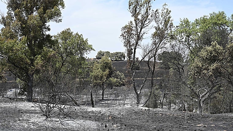 Zona calcinada por el incendio de Tres Cantos, Madrid