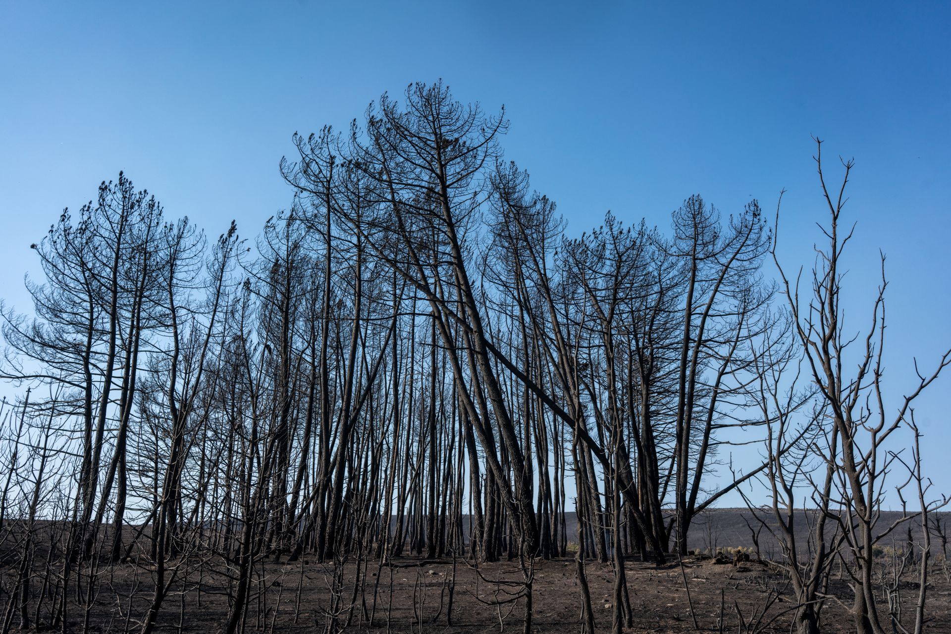 Consecuencias del incendio de Puercas