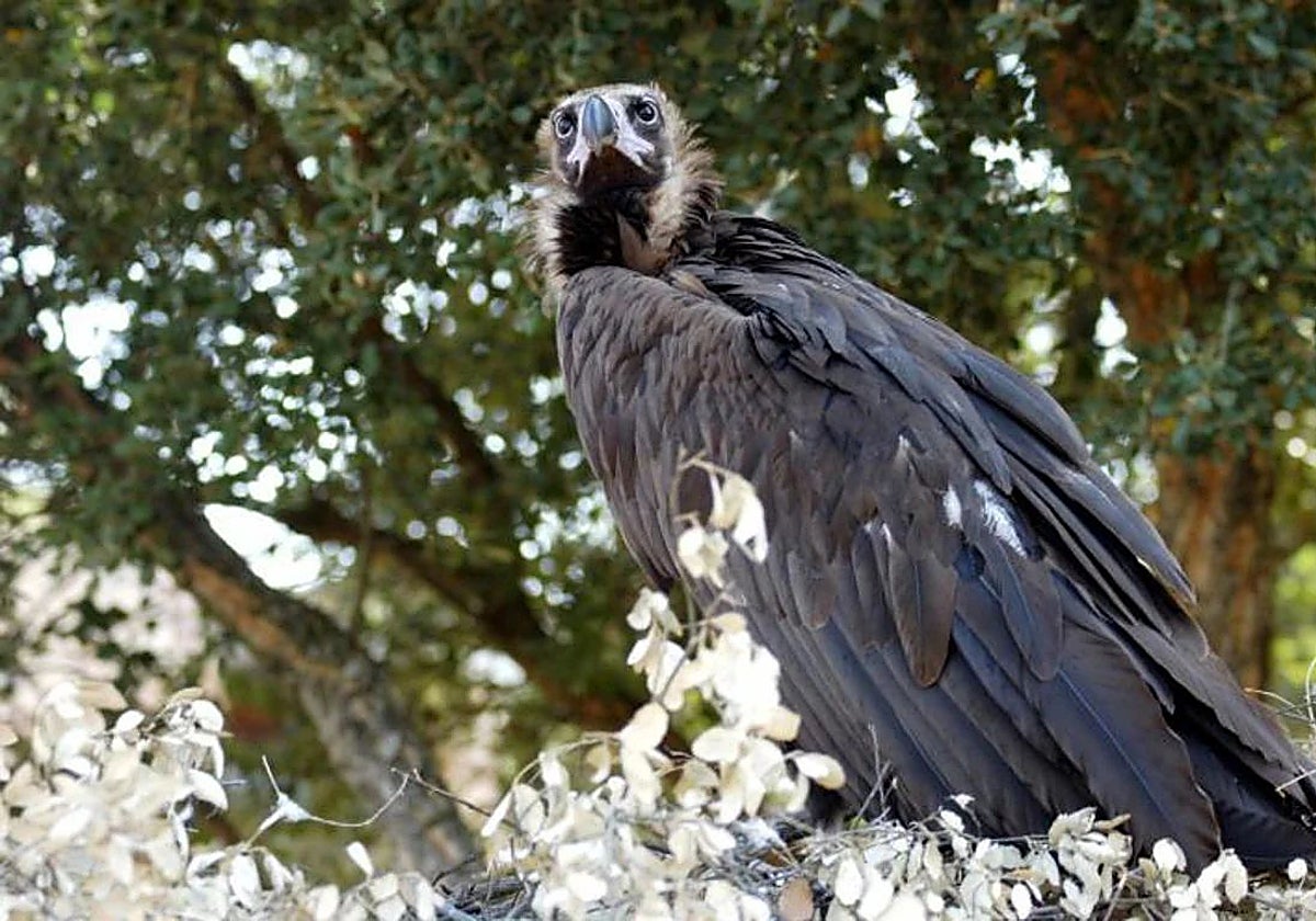 Ejemplar de buitre negro en una imagen de archivo