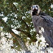 Los incendios de Extremadura y Asturias ponen en riesgo la recuperación del buitre negro