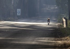 Prevención y actuación ante incendios con animales: ¿Cómo protegerlos?