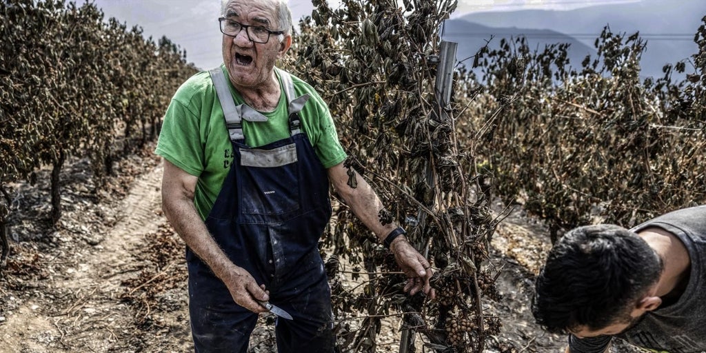 La viña que salvó el pueblo pero se juega la cosecha