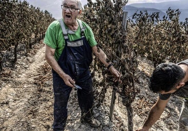 La viña que salvó el pueblo pero se juega la cosecha