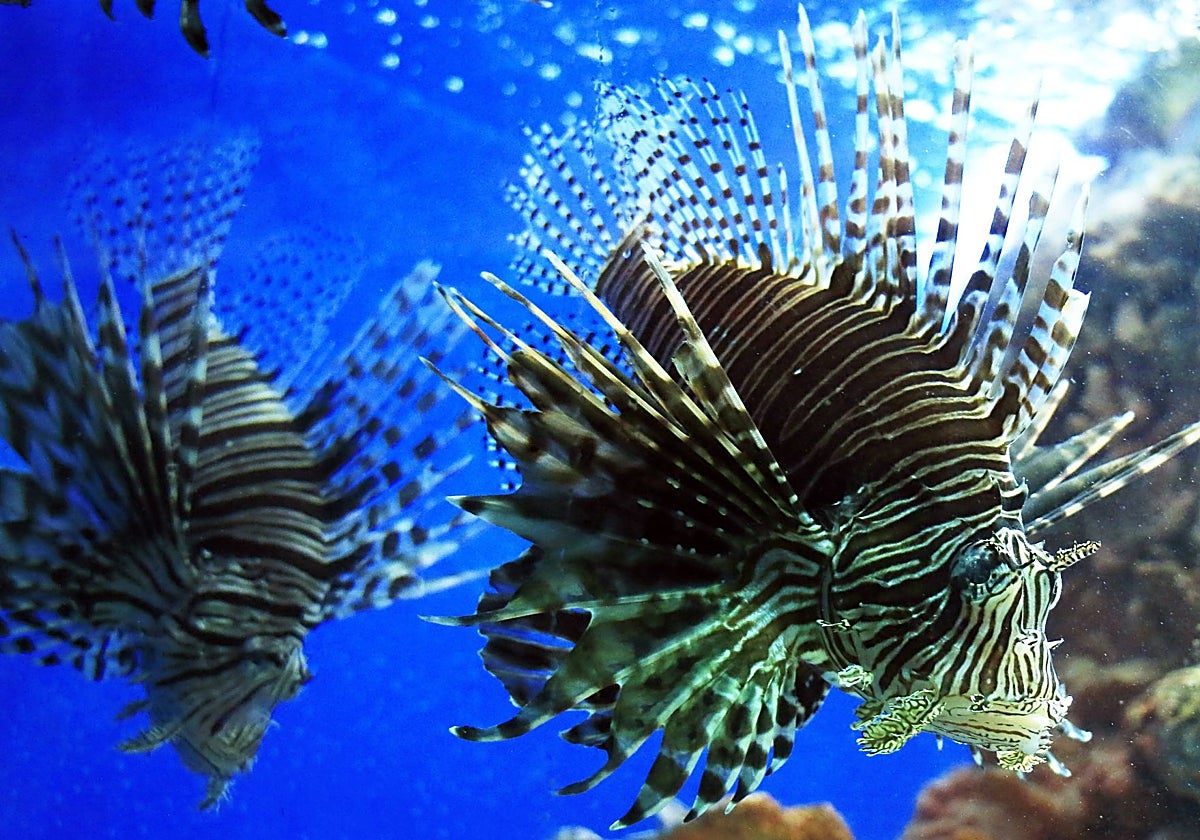 Pez león (Pterois miles) en una imagen de archivo