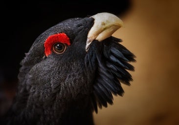 El urogallo, el ave más amenazada de España, sobrevive a los incendios