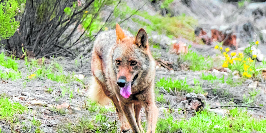 Solicitan la suspensión de la caza y los controles de lobo en las zonas afectadas por los incendios forestales