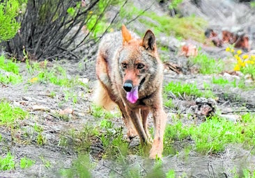 Piden suspender la caza y los controles del lobo en las zonas afectadas por los fuegos