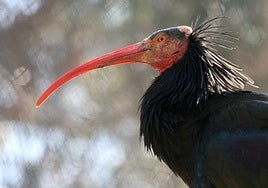 Condenan a un año de prisión y 20.000€ de multa a un hombre de Badajoz por cazar cuatro ibis eremitas