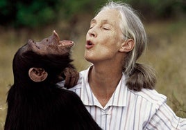 Muere la primatóloga británica Jane Goodall, la voz de los chimpancés entre los hombres