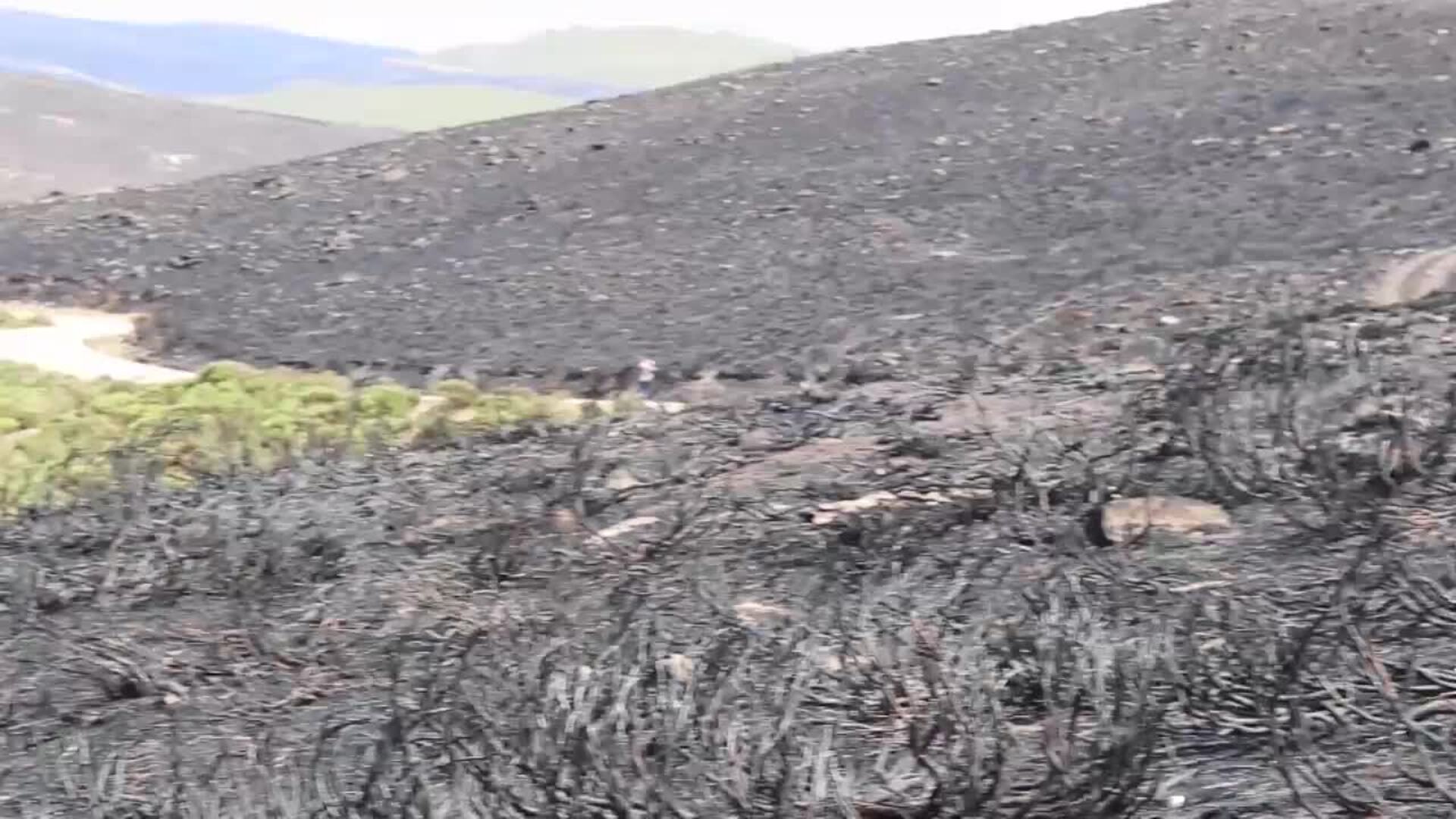Consecuencias en otoño de los fuegos del verano: del peligro de la lluvia a la fauna