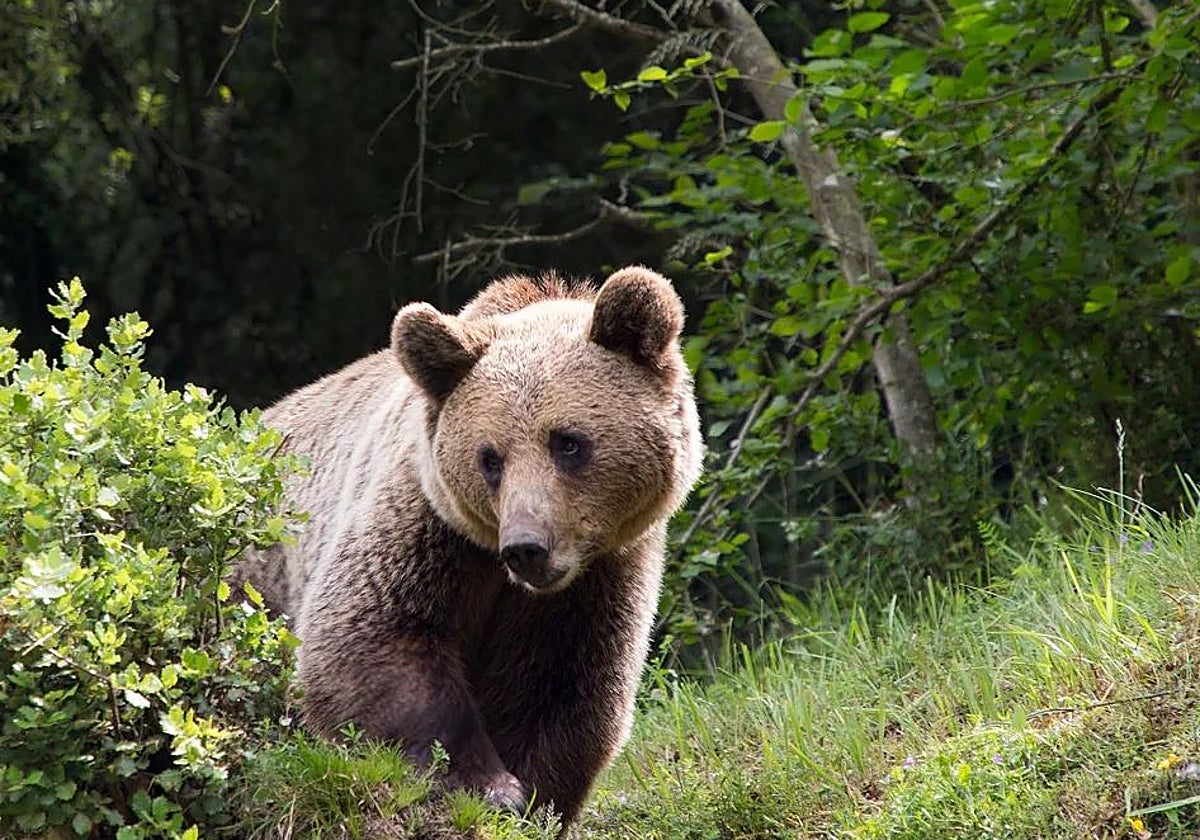 Ejemplar de oso pardo