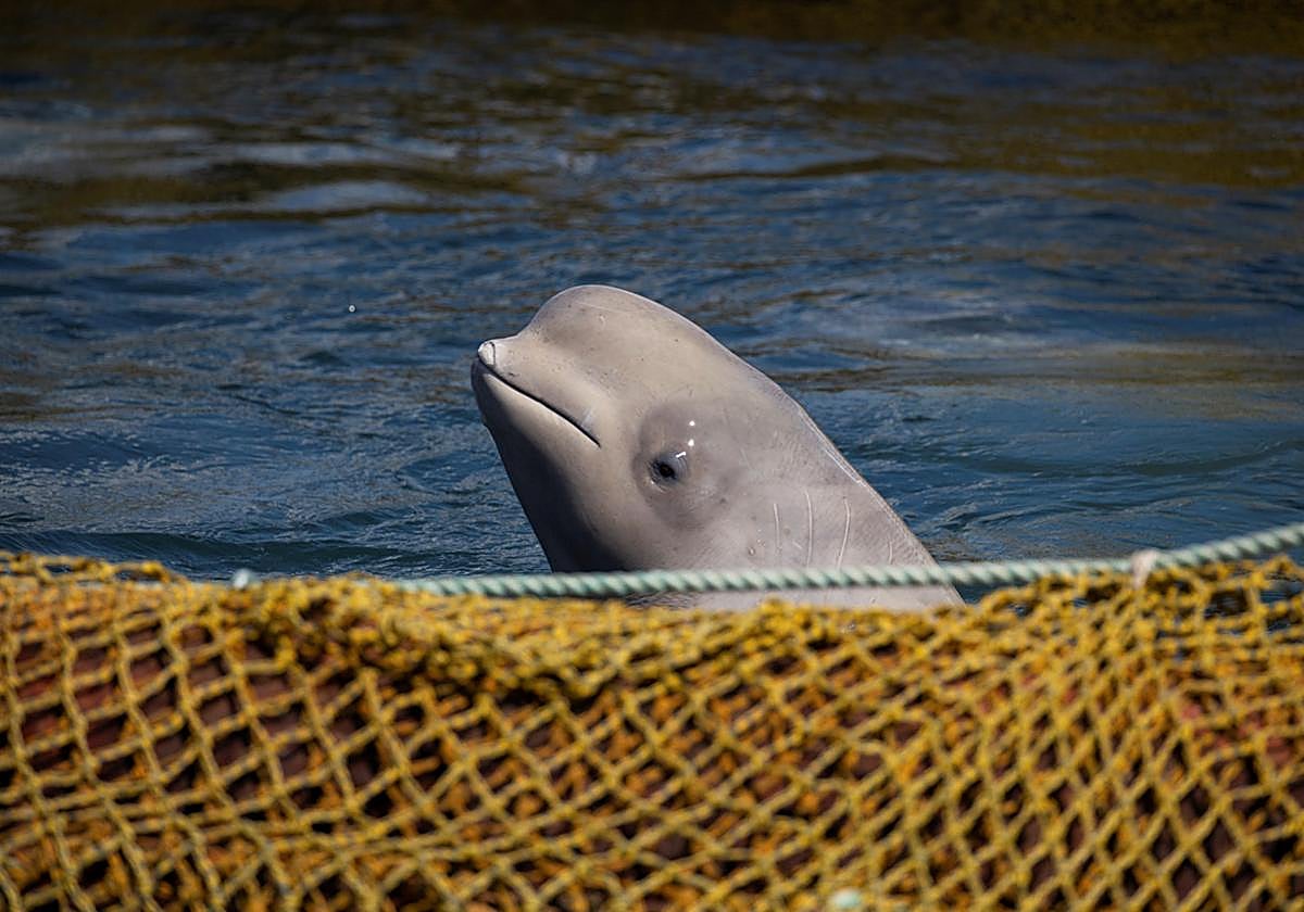 Una beluga en una imagen de archivo