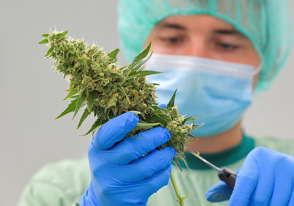 Un trabajador de un laboratorio procesa plantas de cannabis en Alemania